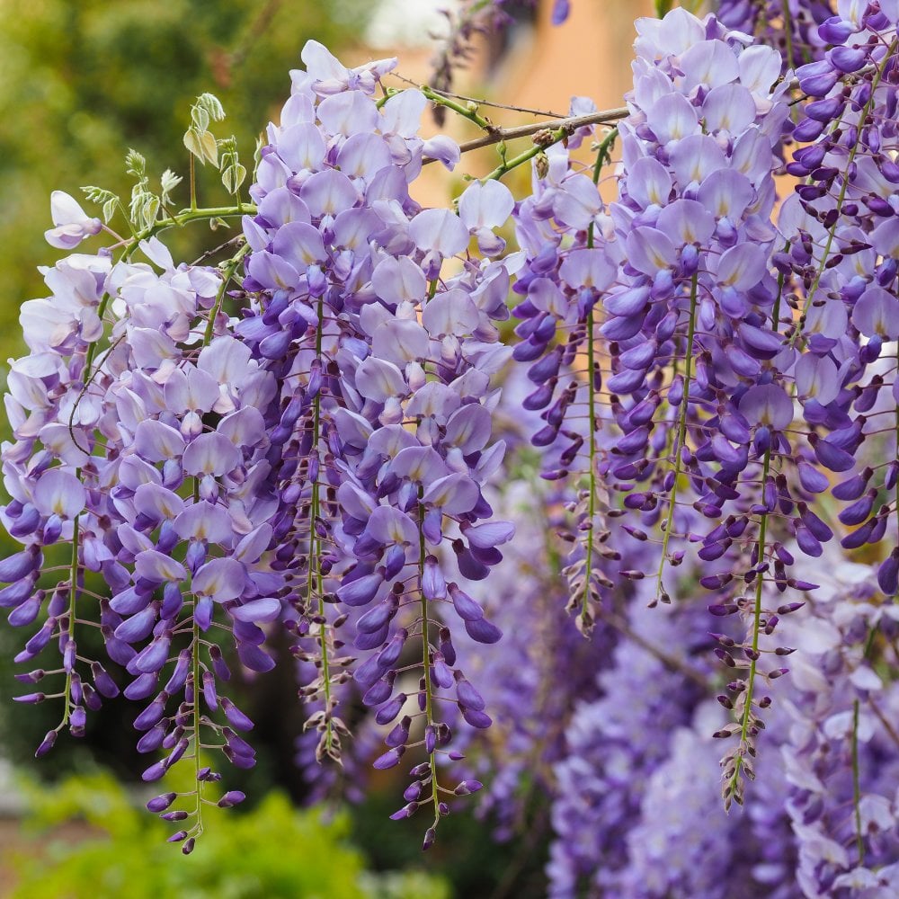 Wisteria Sinensis Prolific Chinese Blue Wisteria Ornamental Trees wisteria-sinensis-prolific-chinese-blue-wisteria-ornamental-trees