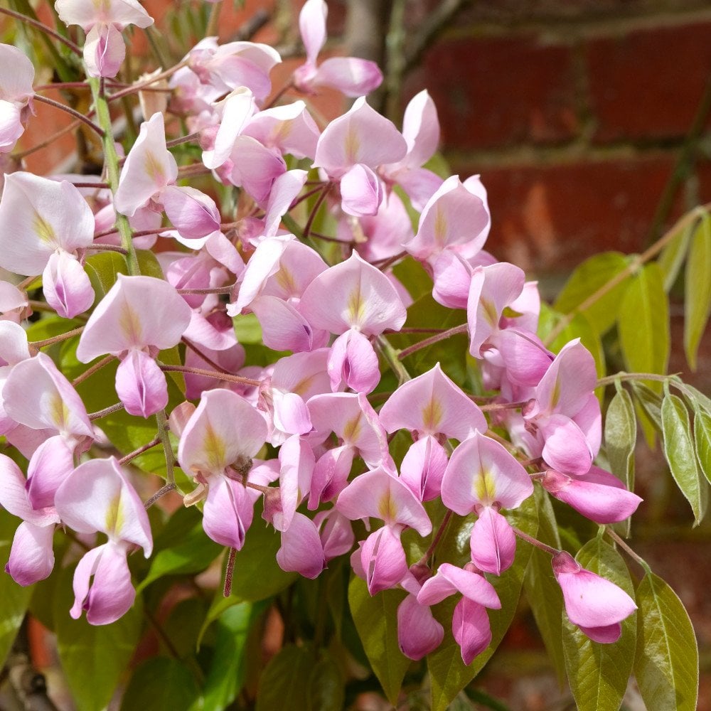Wisteria brachybotrys 'Showa-Beni'