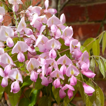 Wisteria brachybotrys 'Showa-Beni'