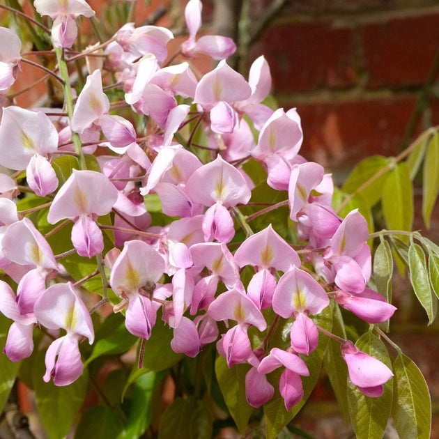 Wisteria brachybotrys 'Showa-Beni'
