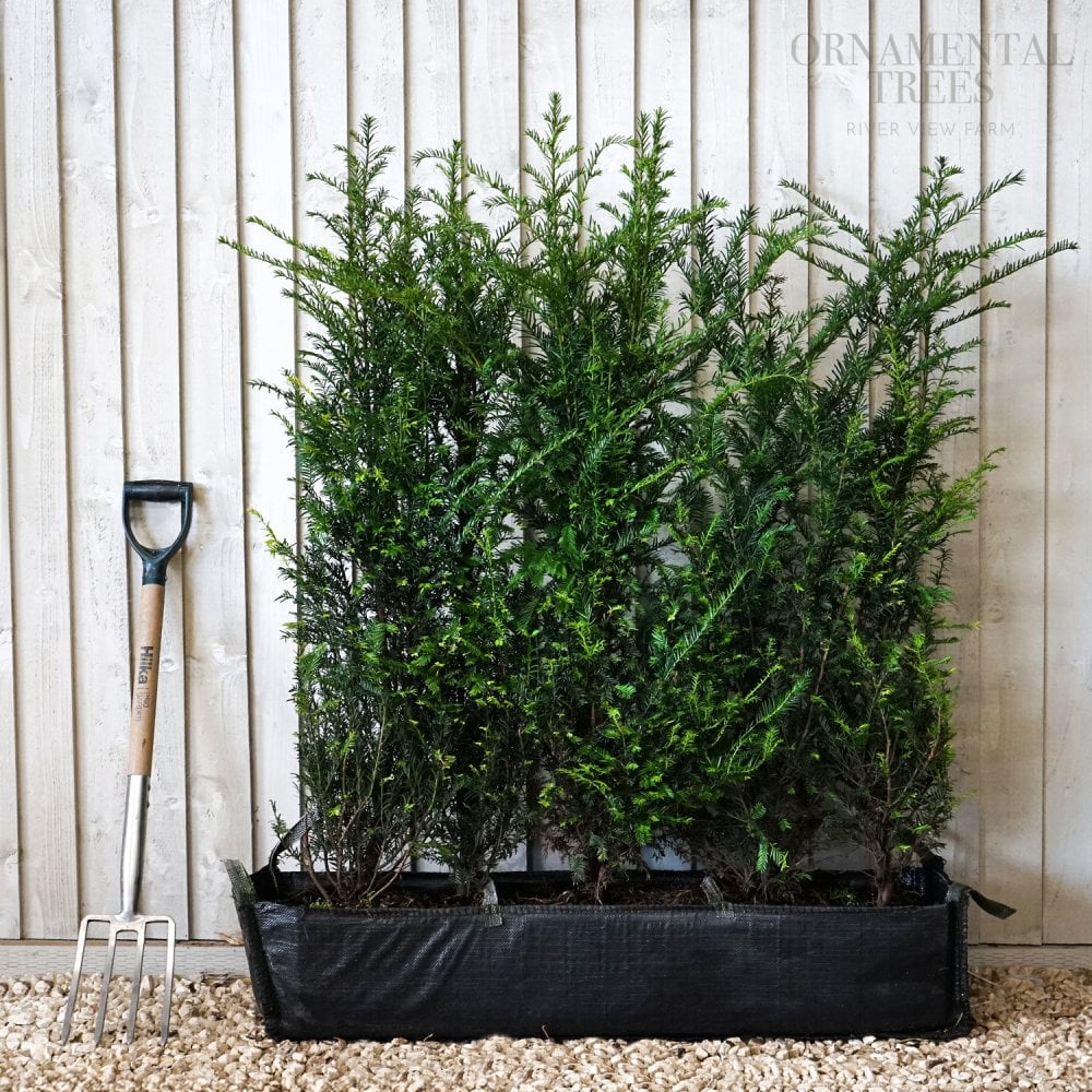 Taxus baccata Yew instant hedging