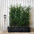 Instant hedging, 80-100cm height, 100cm width, 40L trough