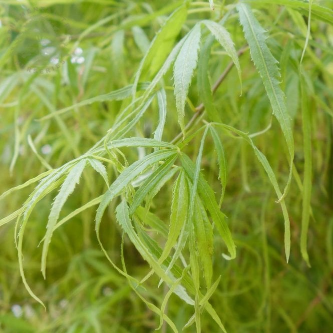 Acer palmatum Kinshi