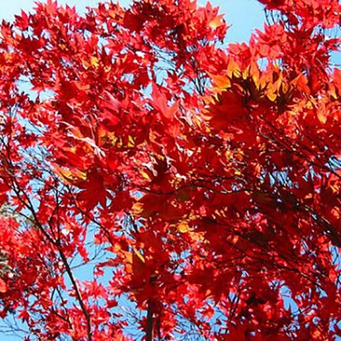 Acer rubrum 'Sun Valley' Tree