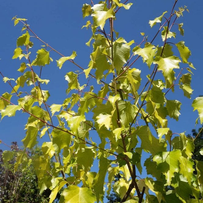 Betula pendula 'Golden Beauty' Tree