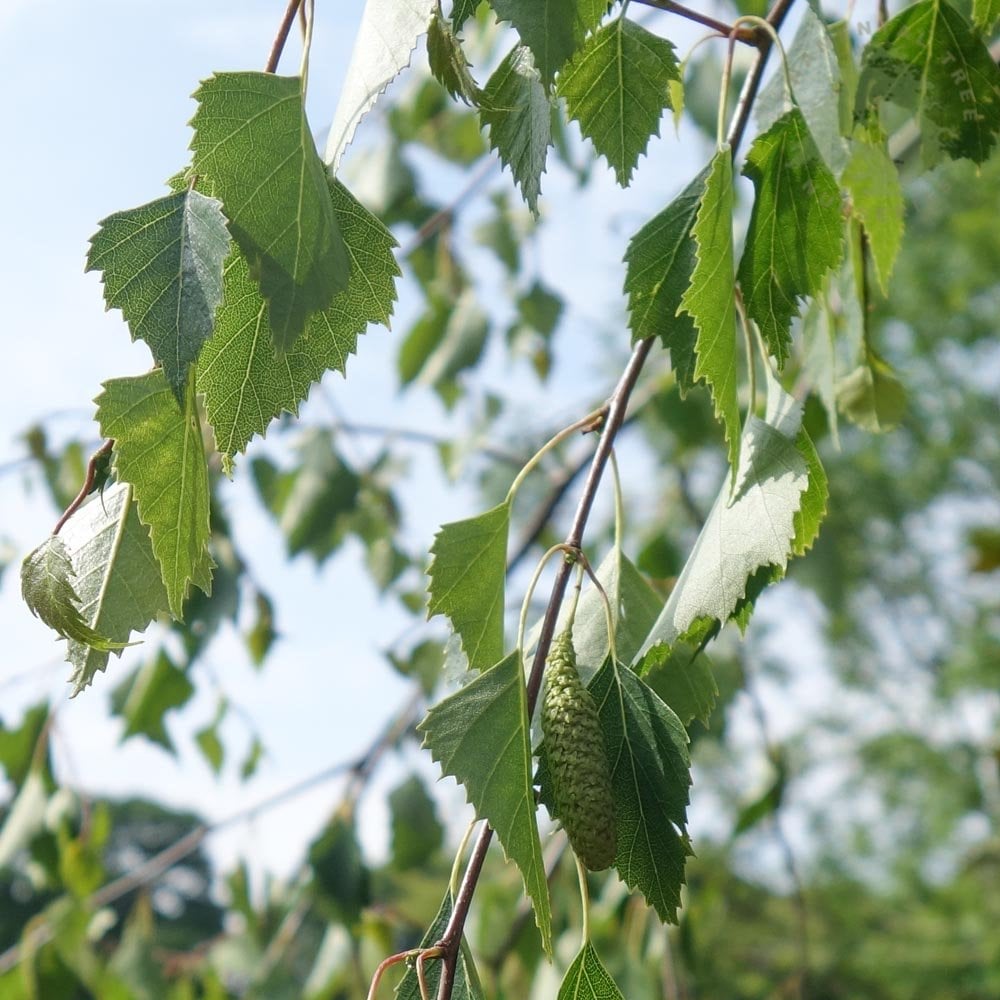 betula pendula tree