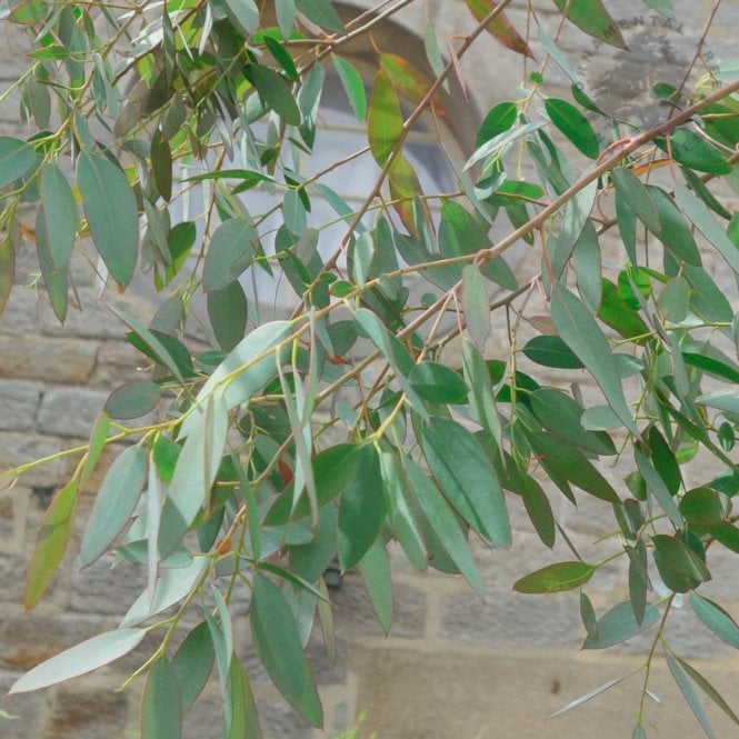 Eucalyptus gunnii Silverana Tree