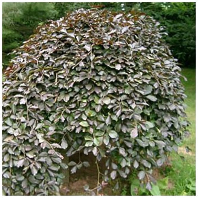 Fagus sylvatica 'Purpurea Pendula' Tree