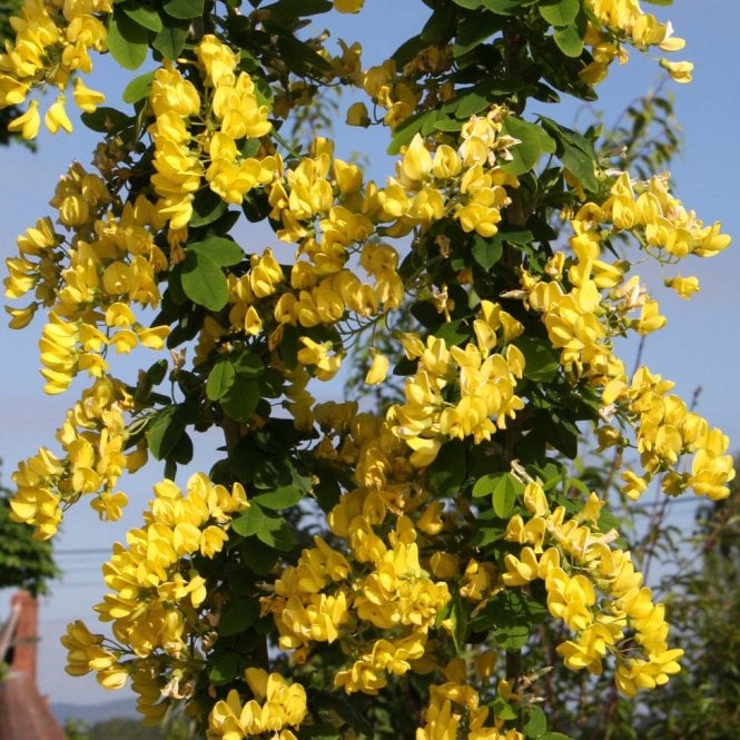 Laburnum x anagyroides 'Yellow Rocket' Tree