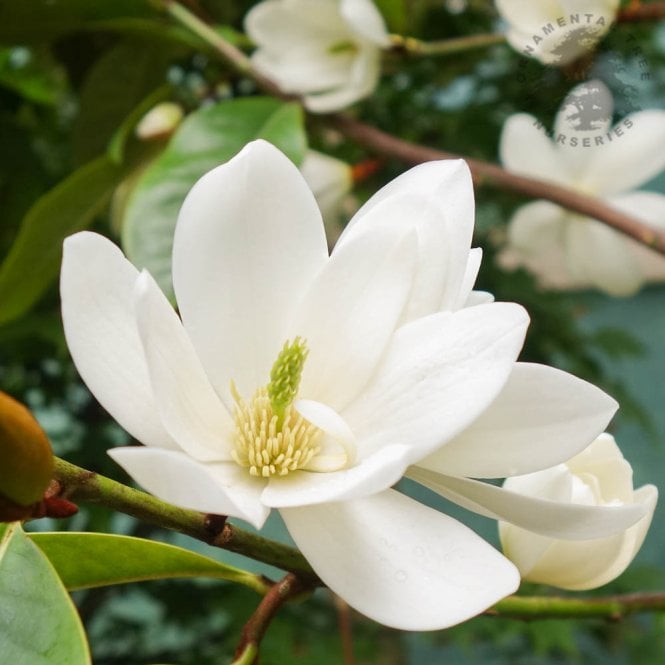 Magnolia 'Fairy Cream' Tree