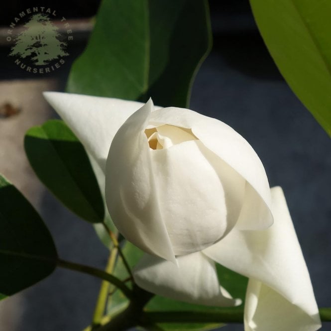 Magnolia 'Porcelain Dove' Tree
