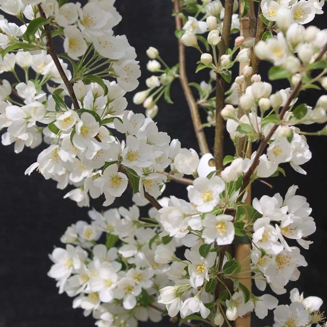Malus brevipes 'Wedding Bouquet' Tree
