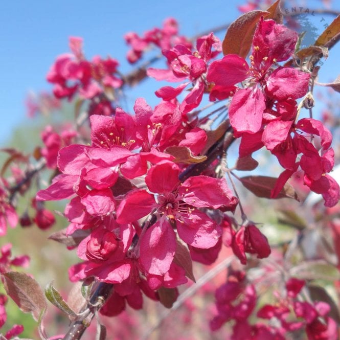 Malus × purpurea 'Crimson Cascade' Tree