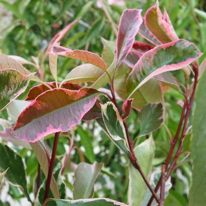 Photinia × fraseri 'Louise' Tree