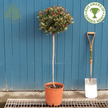 Small Trees For Pots Planters Patio, Small Patio Trees Uk
