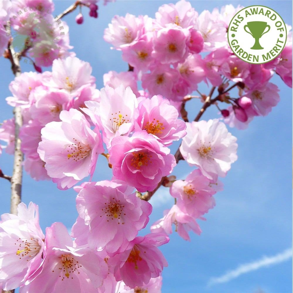 Prunus Accolade Buy Pink Flowering Cherry Blossom Trees