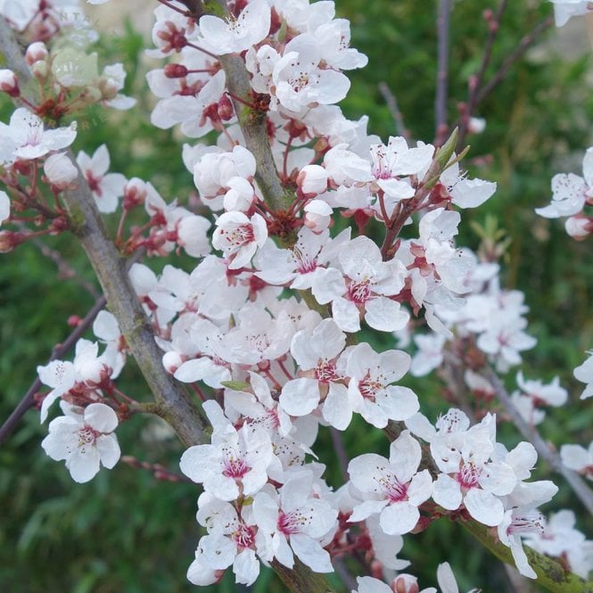 Prunus cerasifera 'Hessei' Tree