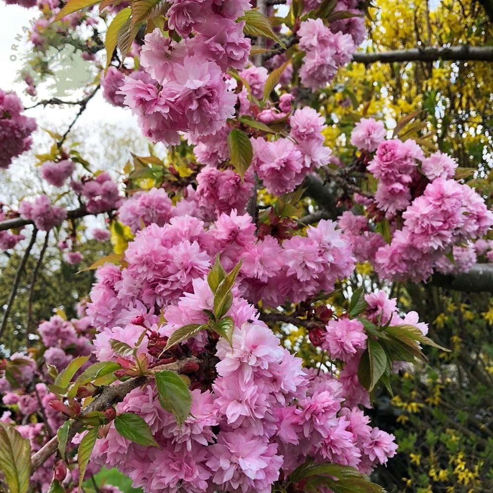 Prunus Kiku-Shidare Zakura Garden Tree Cheals Weeping Cherry 5-6ft