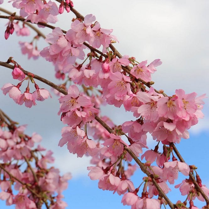 Prunus 'Pink Cascade' Tree