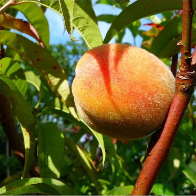 Rochester Peach Tree