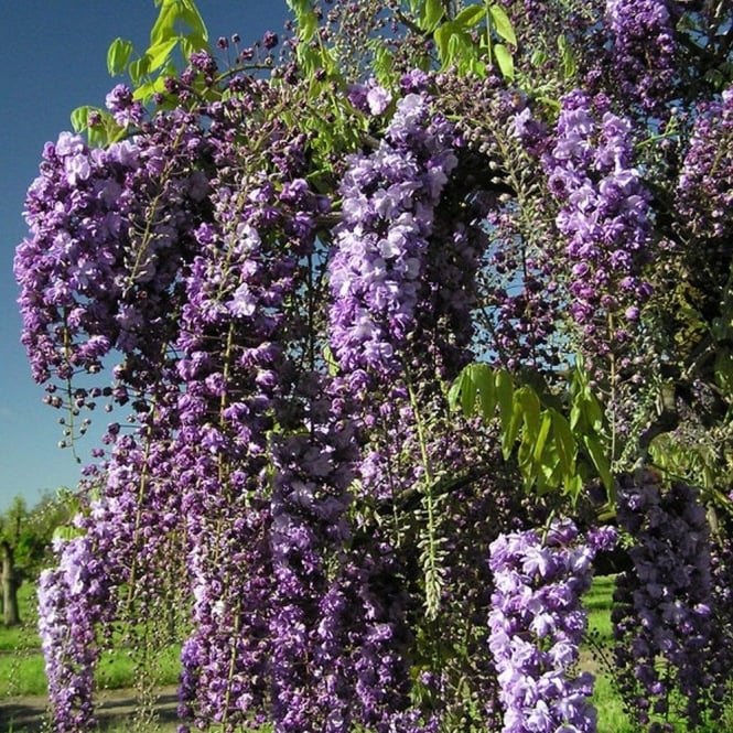 Grafted Extra Large Wisteria Sinensis Prolific Climbing Plant 6ft Tall Supplied in a 7.5 Litre Pot 
